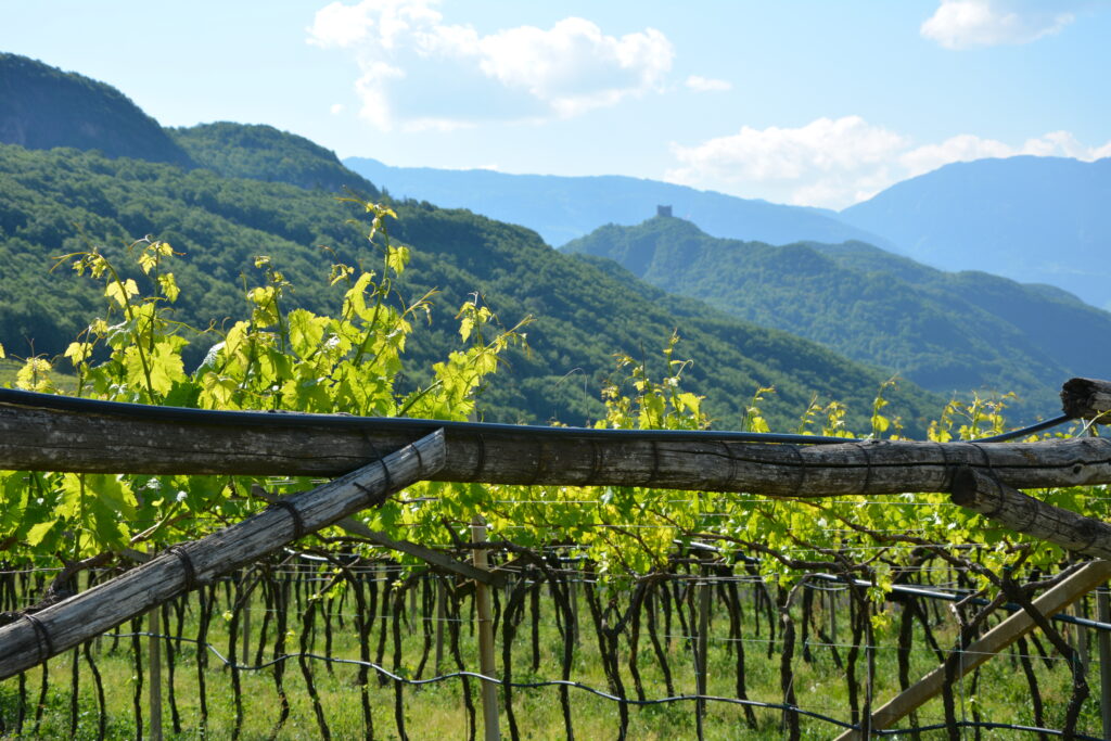 Weinberge und Wald umgeben den Ort