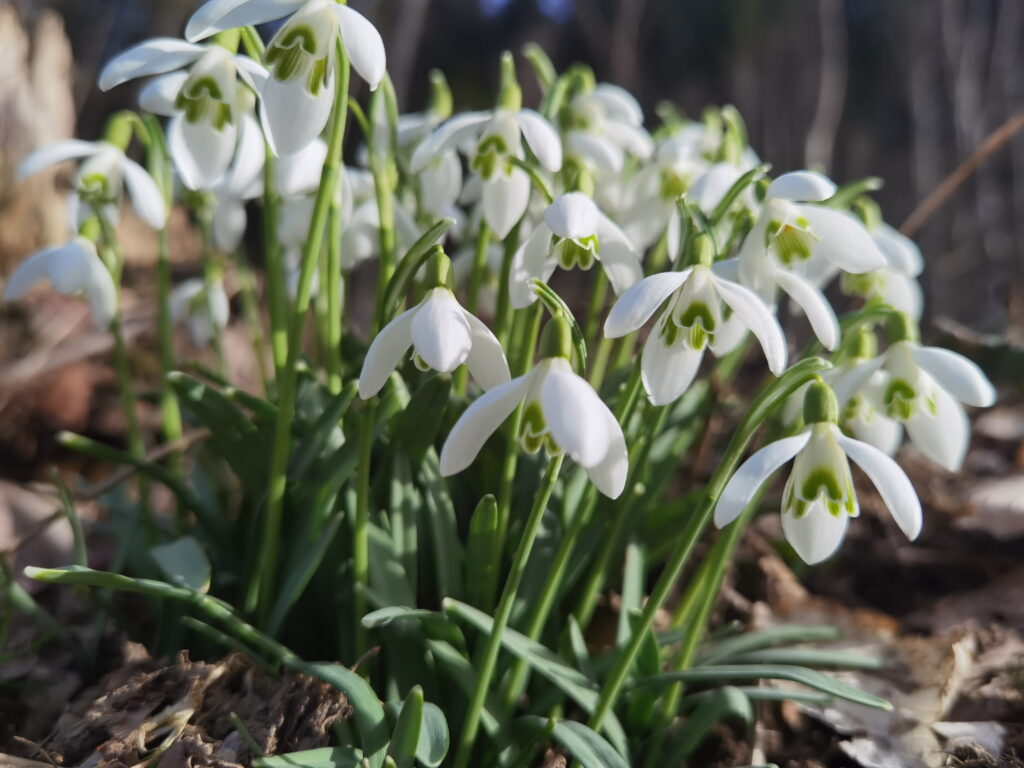 Frühlingstal Wanderung mit vielen Schneeglöckchen